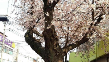 Cu 정읍 서영점 - 정읍시 Cu 정읍 서영점 - 정읍시