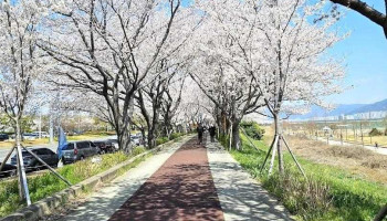 강서낙동강변30리 벚꽃길 - 강서구