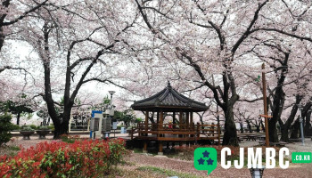 경화역 벚꽃길 - 창원시