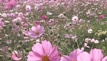 구리시 - 구리시