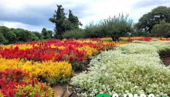 서부농업기술센터 - 제주특별자치도 제주시 서부농업기술센터 - 제주특별자치도 제주시