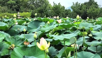세미원 - 양평군