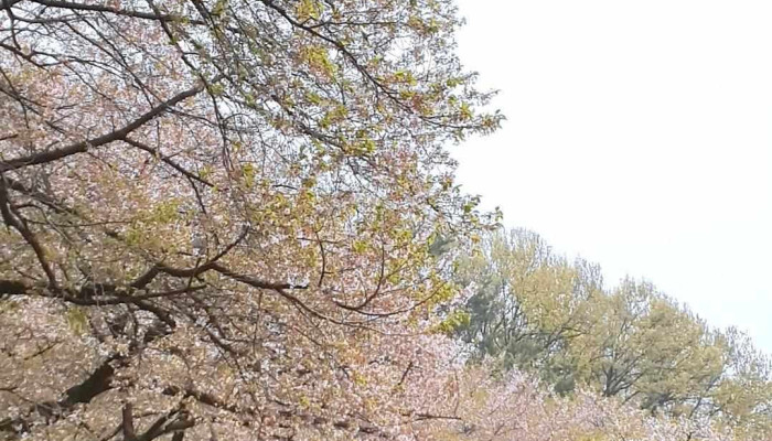 Bugseoul Ggumyisup Coesin - 강북구