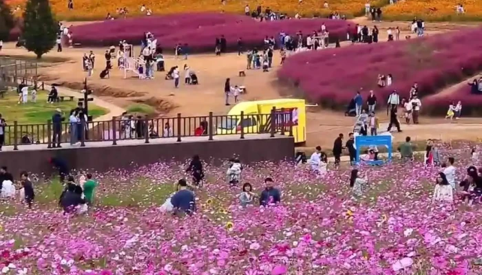 Nonghyeobanseongpamraendeu Jonghabhaengsajang Dongyeongsang - 안성시