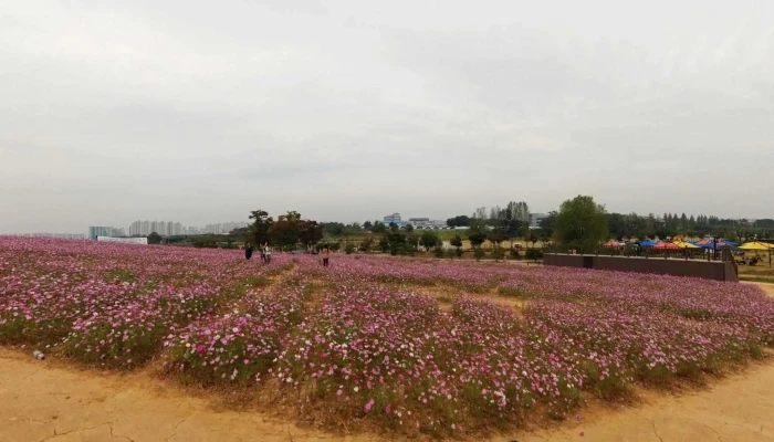 Nonghyeobgyeongjejiju Anseongpamraendeu Seuteuriteu Byu Mic 360deg - 안성시