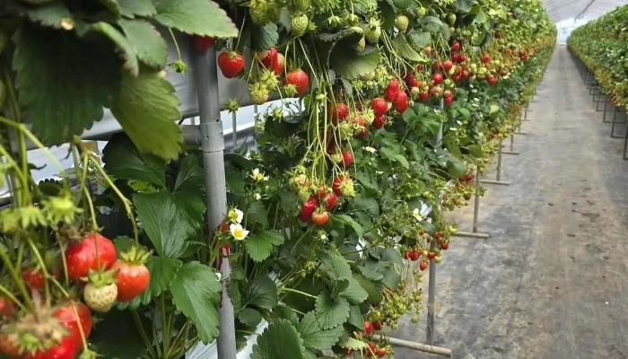 Yangsu -  Ri Strawberry Farm Coesin - 양평군