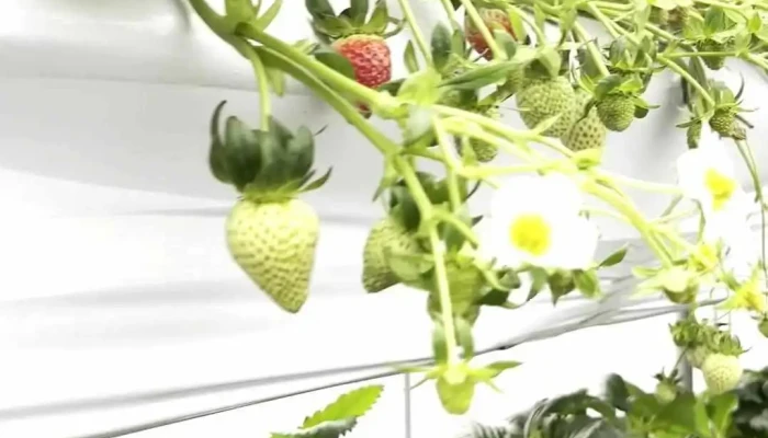 Yangsu -  Ri Strawberry Farm Dongyeongsang - 양평군