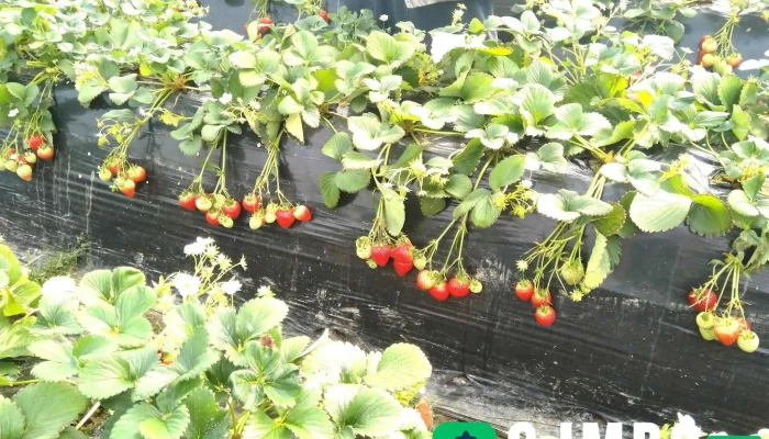 Yangsu -  Ri Strawberry Farm Ggoc - 양평군