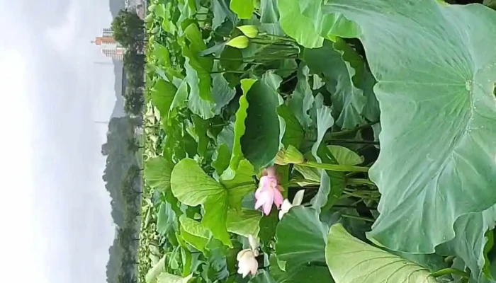 Yeongpunggag Dongyeongsang - 부천시