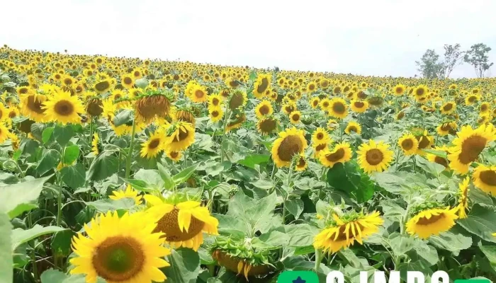 농협안성팜랜드 종합행사장 - 안성시