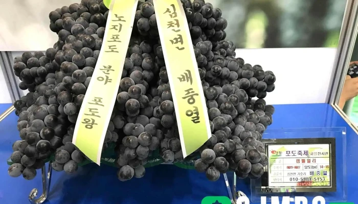 영동포도축제 - 충청북도 영동군 영동읍 매천리 313
